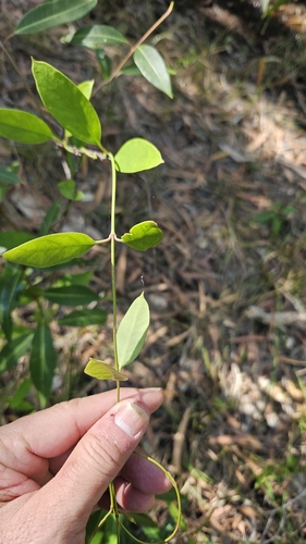 Image of Vincetoxicum carnosum by (c) Cheongweei Gan, some rights reserved (CC BY)
