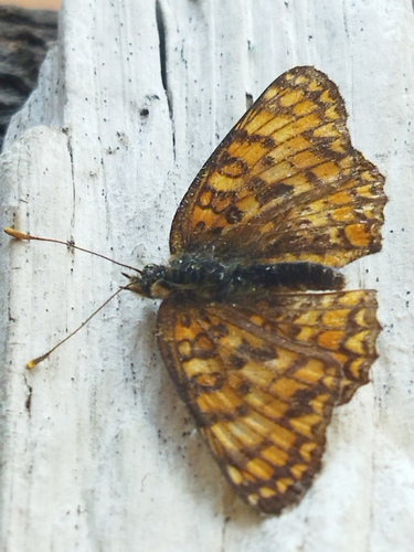 Knapweed Fritillary, Rodopi Municipality, Bulgaria, photo 5 of 10