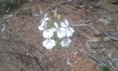 Isotoma hypocrateriformis