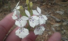 Isotoma hypocrateriformis