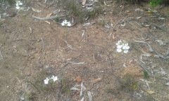 Isotoma hypocrateriformis