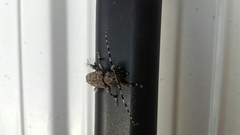 Aegomorphus clavipes