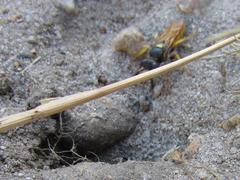 Philanthus triangulum diadema