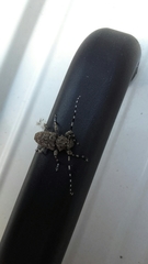 Aegomorphus clavipes