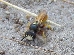 Philanthus triangulum diadema