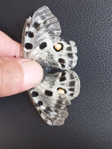 Аполон (Parnassius apollo)