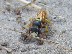 Philanthus triangulum diadema