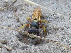 Philanthus triangulum diadema