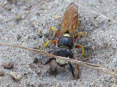 Philanthus triangulum diadema