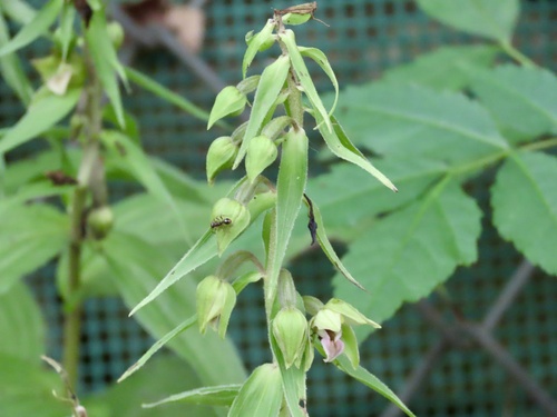 Image of Epipactis papillosa by (c) Toby Y, some rights reserved (CC BY)