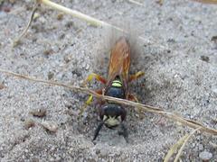 Philanthus triangulum diadema