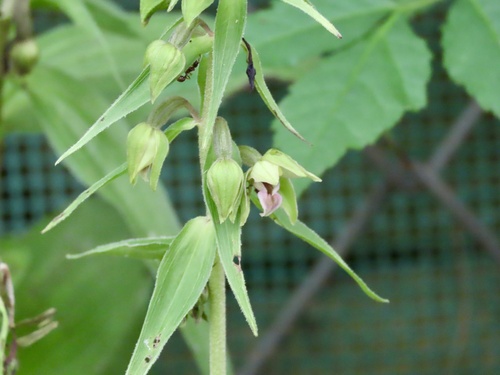 Image of Epipactis papillosa by (c) Toby Y, some rights reserved (CC BY)
