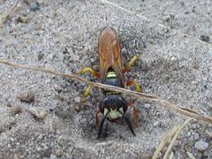 Philanthus triangulum diadema