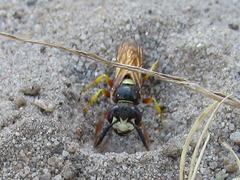 Philanthus triangulum diadema