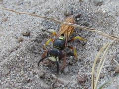 Philanthus triangulum diadema