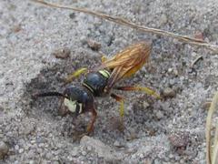 Philanthus triangulum diadema