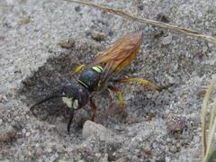 Philanthus triangulum diadema