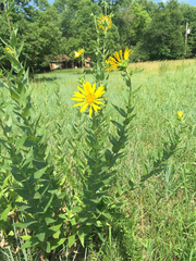 Helianthus mollis