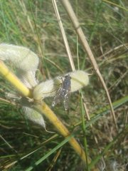 Anabarhynchus spinosus