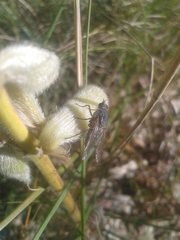 Anabarhynchus spinosus