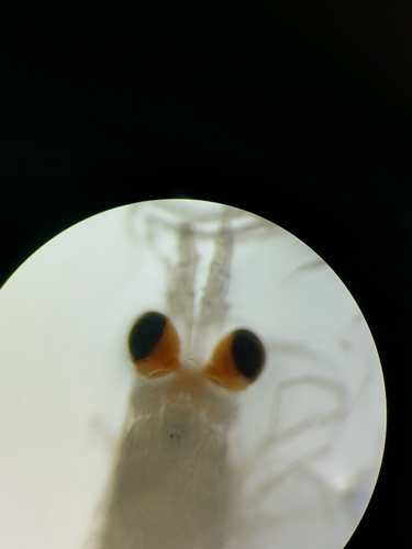 Euphausia nana