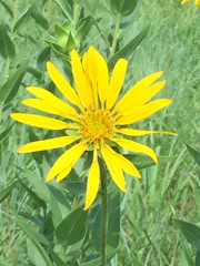 Helianthus mollis