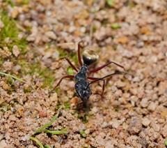 Camponotus suffusus bendigensis