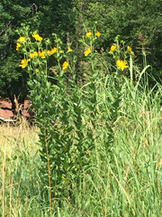 Helianthus mollis