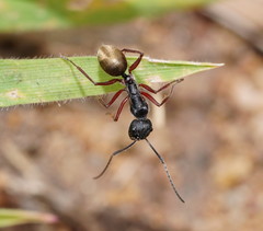 Camponotus suffusus bendigensis