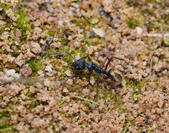 Camponotus suffusus bendigensis