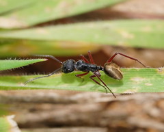 Camponotus suffusus bendigensis