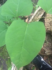 Reynoutria × bohemica