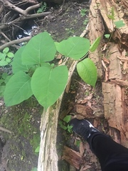 Reynoutria × bohemica