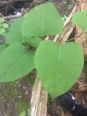 Reynoutria × bohemica