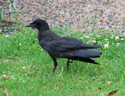 Graja (Corvus frugilegus)