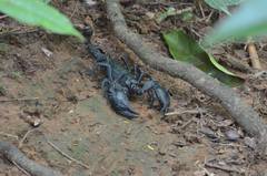 Heterometrus laoticus