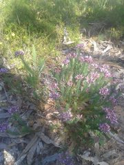 Gompholobium confertum