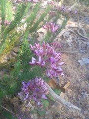 Gompholobium confertum