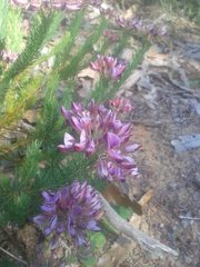 Gompholobium confertum