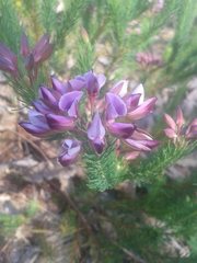 Gompholobium confertum