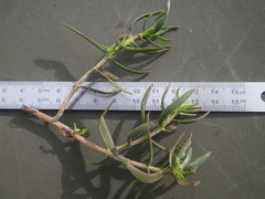 Crassula cymosa