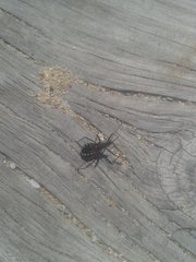 Trachylestes turneri