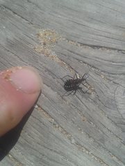 Trachylestes turneri