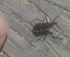 Trachylestes turneri