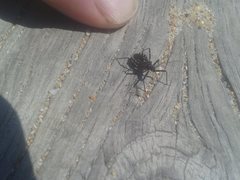 Trachylestes turneri