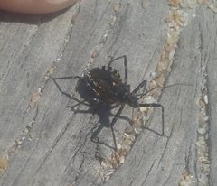 Trachylestes turneri