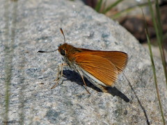 Euphyes bimacula