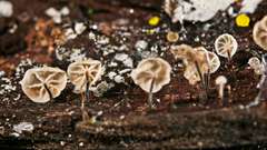 Marasmius alveolaris