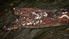 Marasmius alveolaris