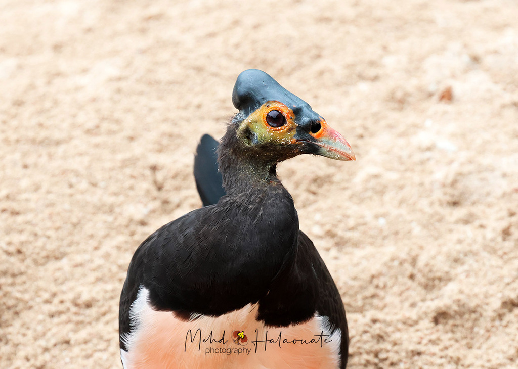 Macrocephalon
